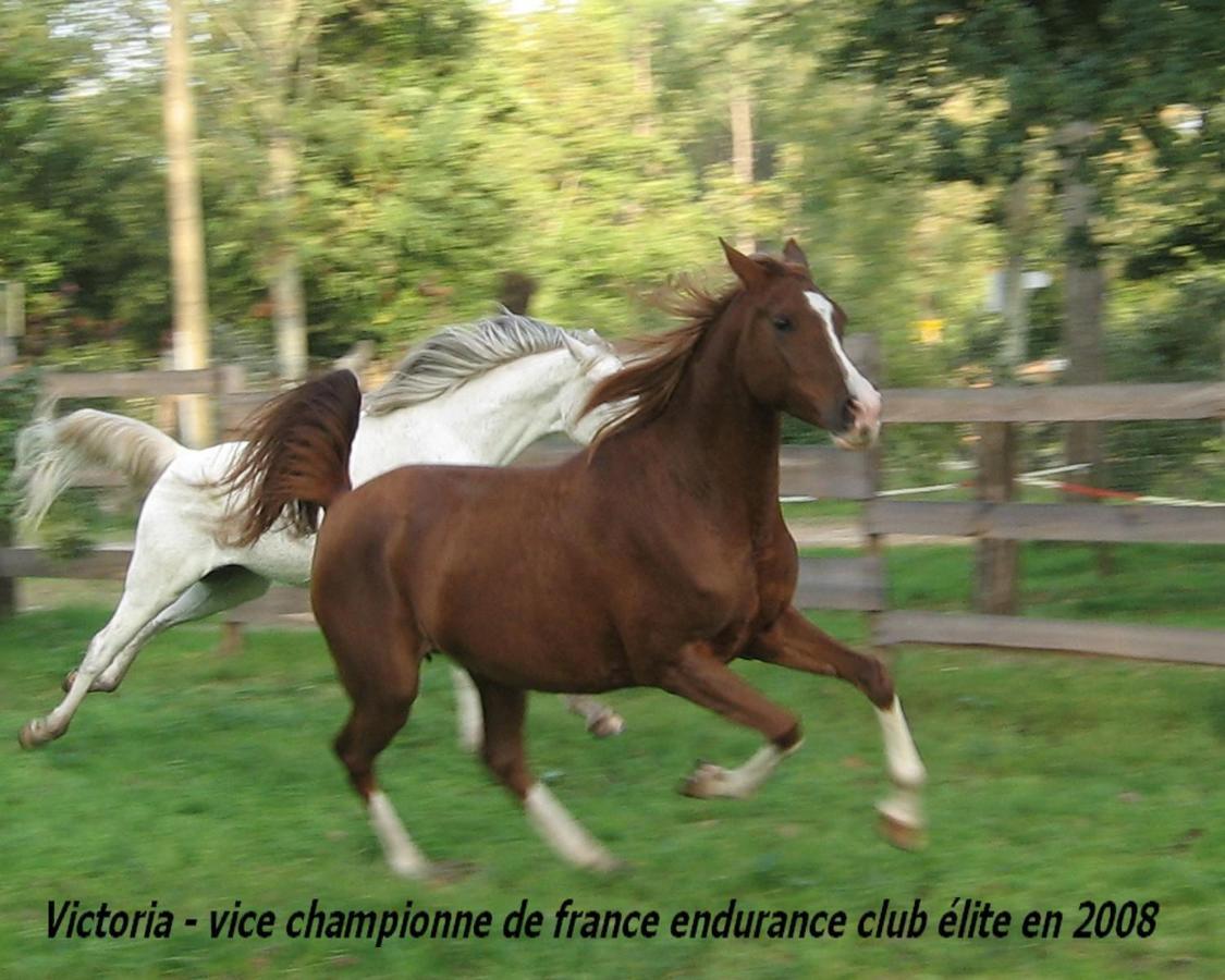 Le Ranch Amadeus Bed & Breakfast Saint-Paul-en-Born Exterior foto