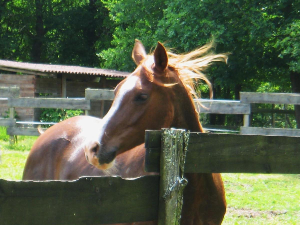 Le Ranch Amadeus Bed & Breakfast Saint-Paul-en-Born Exterior foto